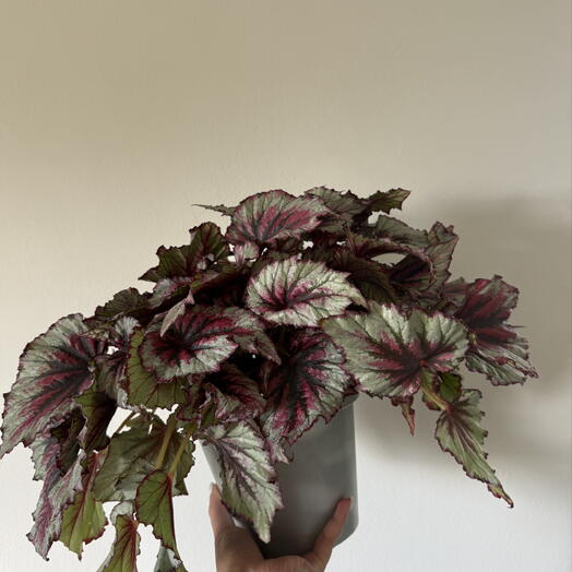 Begonia
