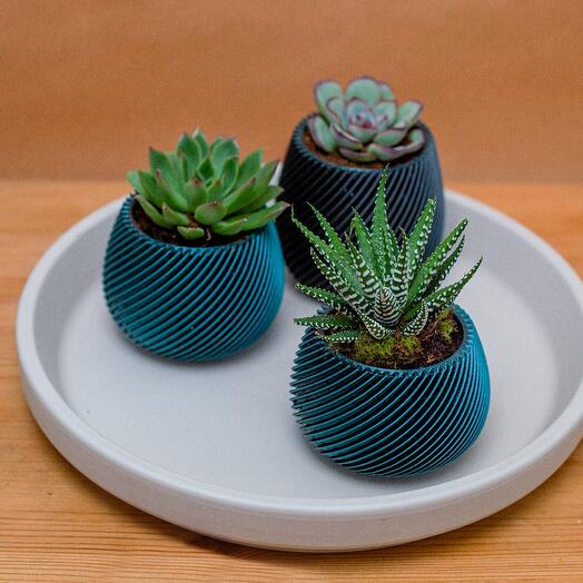 Succulents trio