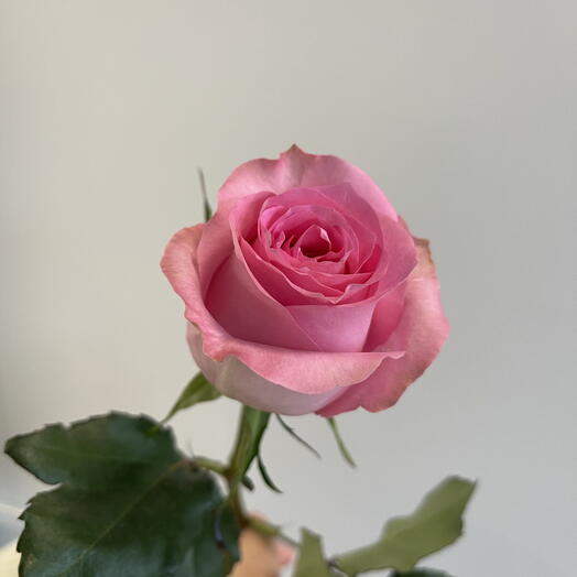 Pink bouquet