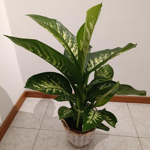Planta Dieffebanchia