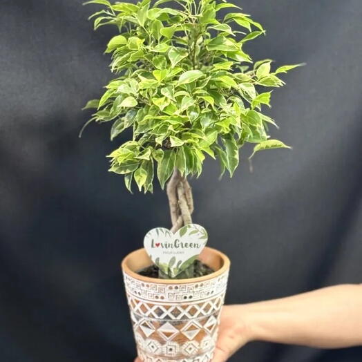 LovnGreen