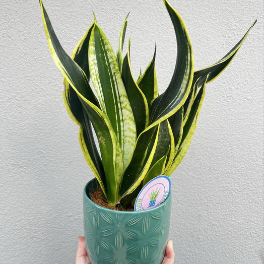 Sansevieria en una maceta decorativa