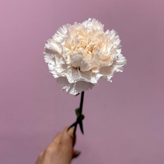 Cream dianthus