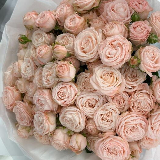 Spray roses