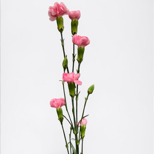Clavel en spray rosa