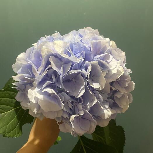 Hydrangea Verena Blue