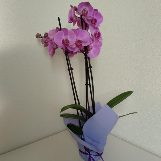 Orchid plant (height 50cm)