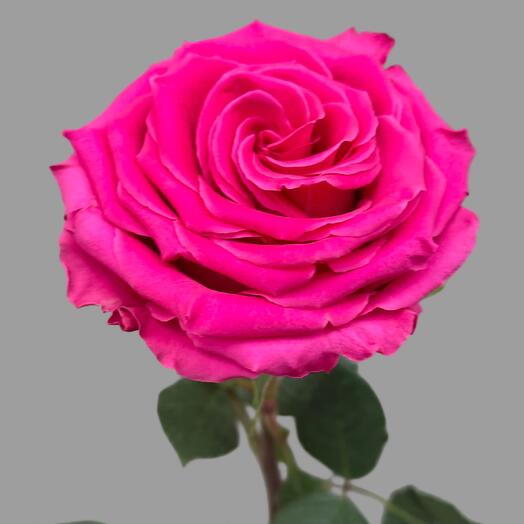 Beautiful raspberry rose