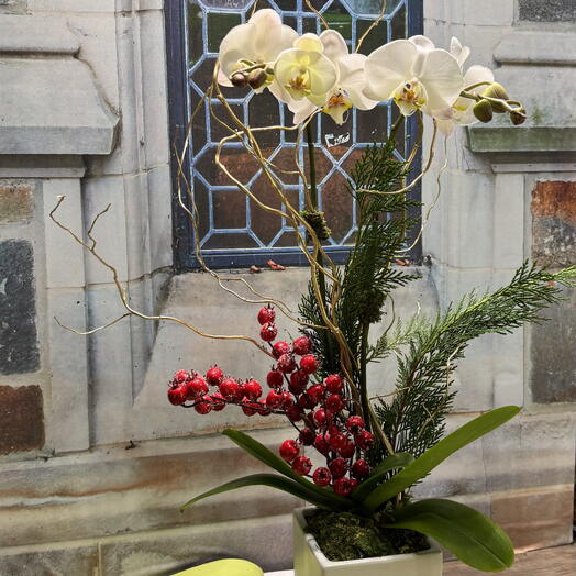 Holiday Orchid Plant