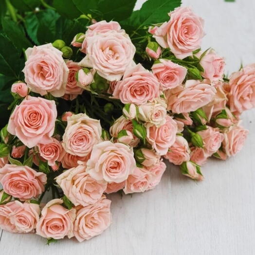 Cream peony roses