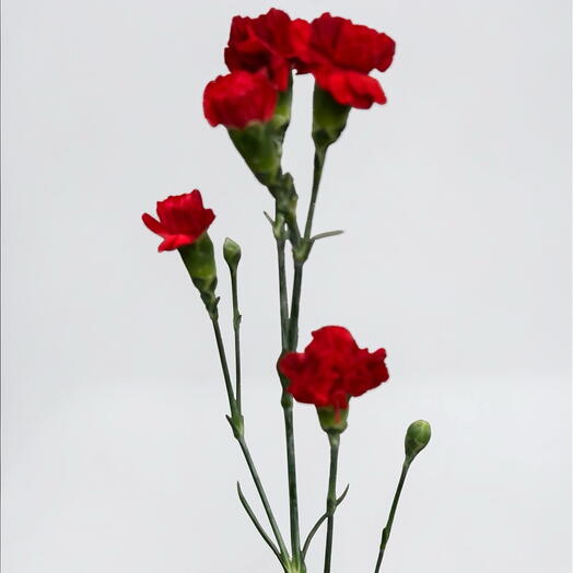 Spray de claveles rojos