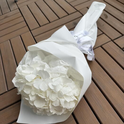 Hydrangea
