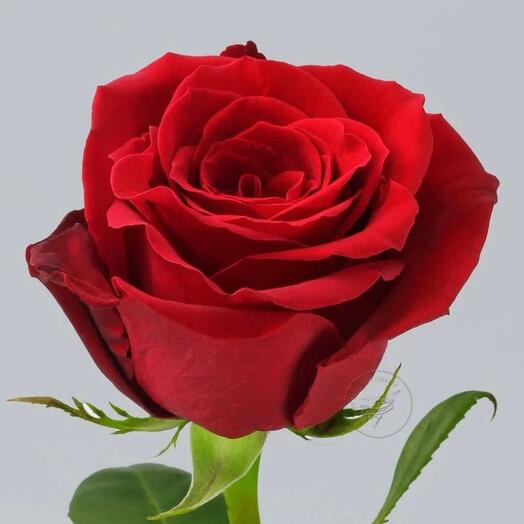 Rose 70 cm