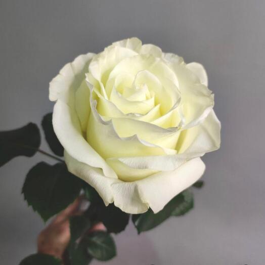 Rose 70 cm
