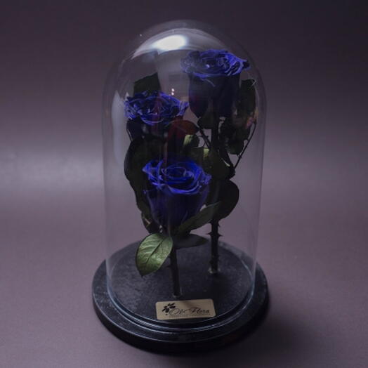 Stabilized blue roses
