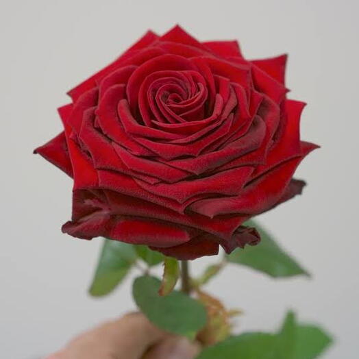 Red rose