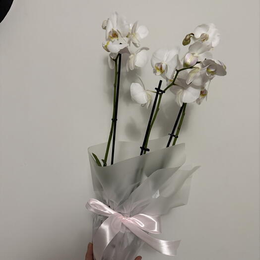 White orchid 🤍