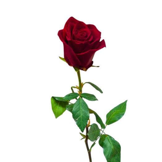 Red Rose 70cm