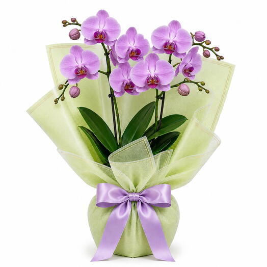 Luxury Pink Phalaenopsis Orchid Gift