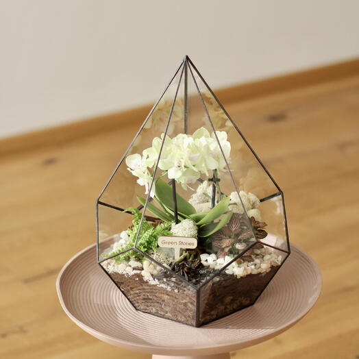 Orchid Glass Terrarium — Living Plant Gift   Home Decor