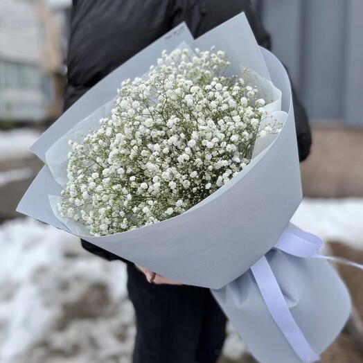 Gypsophila