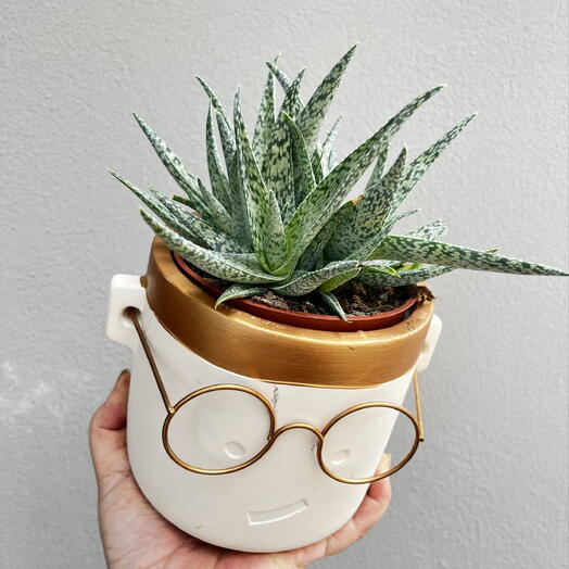 Speckled Aloe in a Creative Face Planter with Glasses