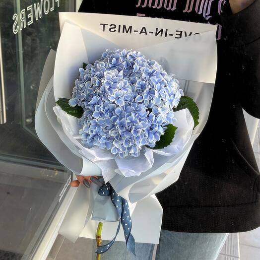 Blue Hydrangea