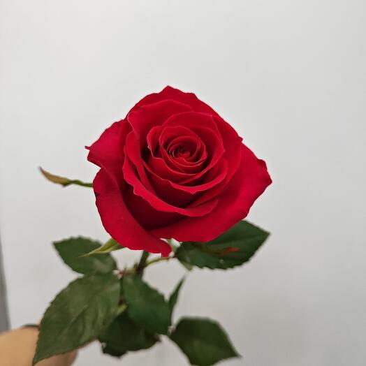 Rosa ecuatoriana. ¡Te pillé!