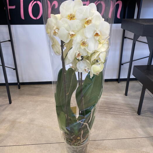 Phalaenopsis yellow orchid 2 branches