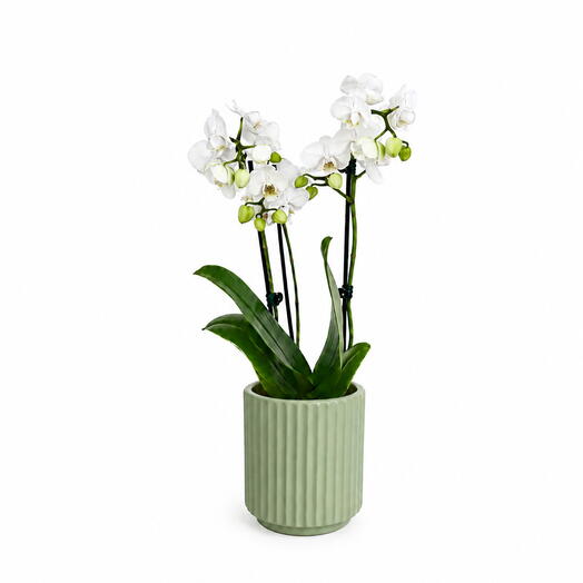 Elegant white Phalaenopsis Orchid in Ceramic Pot