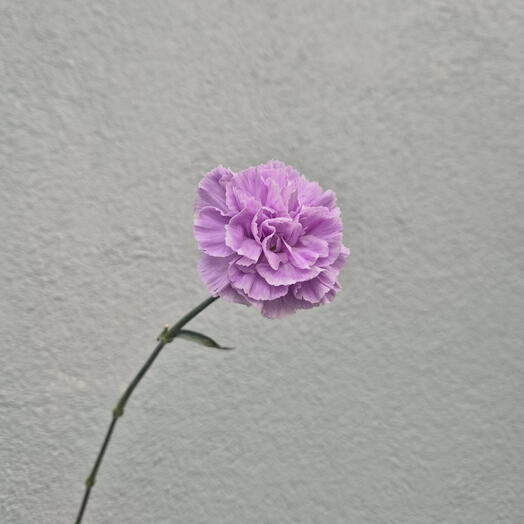 Purple Carnation - Choose from 15 pieces