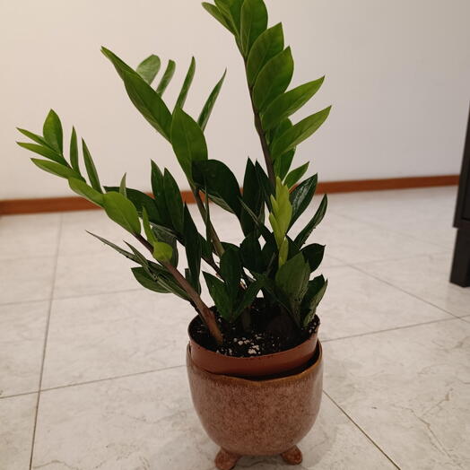 Planta Zamioluca Pote Cerâmica