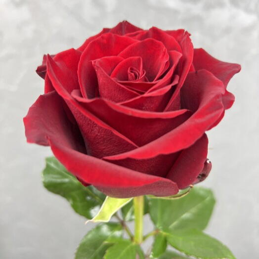Ecuadorian red rose