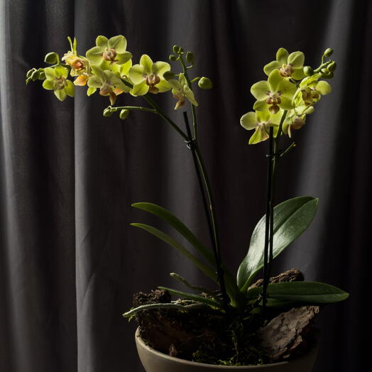 Storczyk  | Orchidea do wnętrza