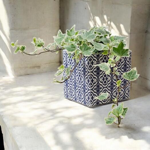The Plant "Hedera"