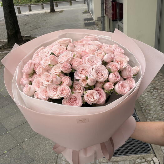 shrub rose