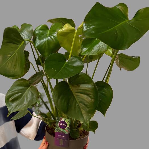 Small monstera