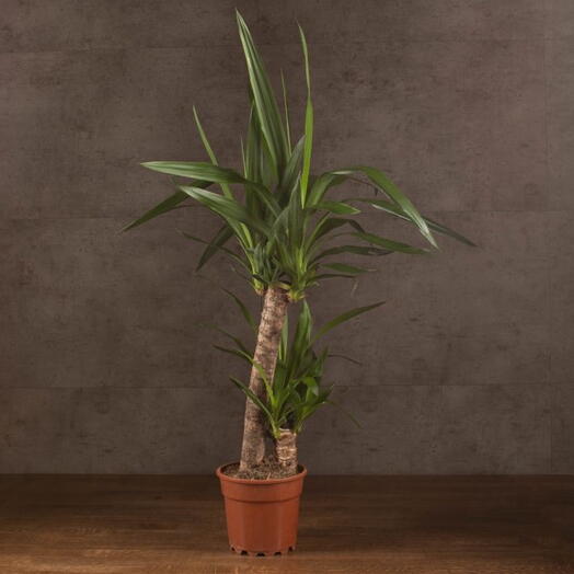 Indoor plant Yucca Elephantis
