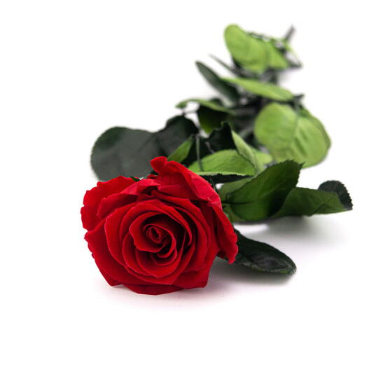 Red Everlasting Rose on Stem 50 cm Real Flower