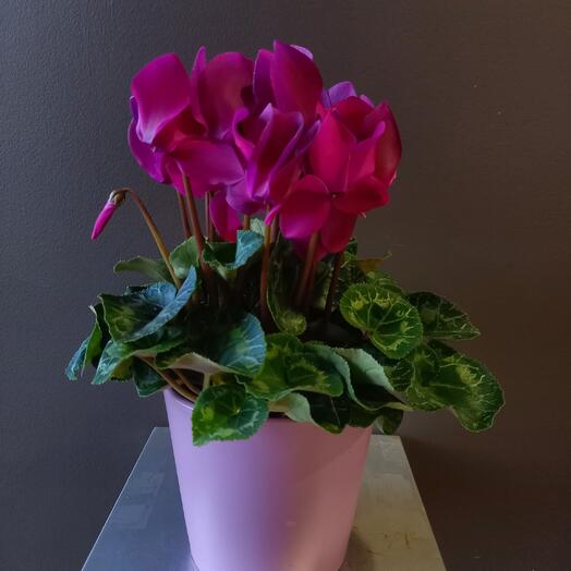 Cyclamen 1