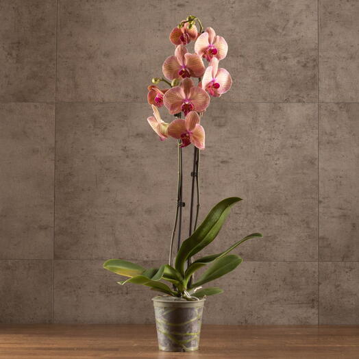 Striped Orchid 🧡