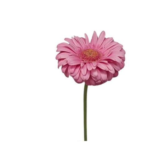 Pink Gerbera
