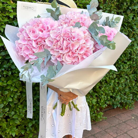 5 pink Hydrangea