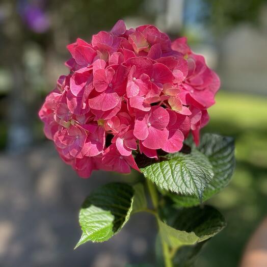 Dark pink hydrangea - 1 pc