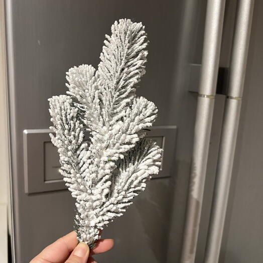 Snow-covered pine branch