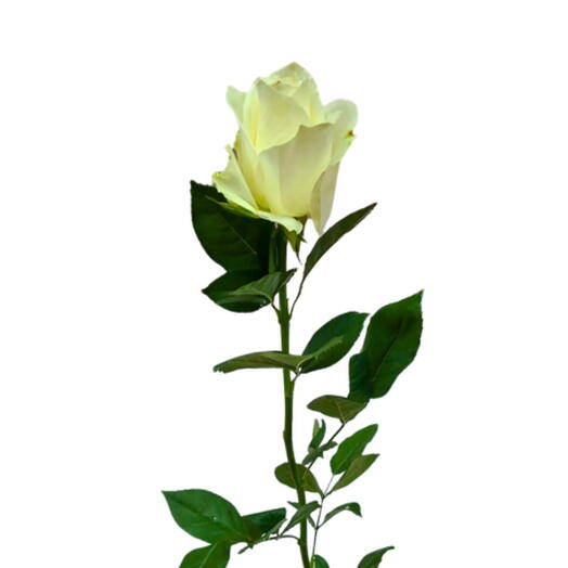 White Rose 70 cm