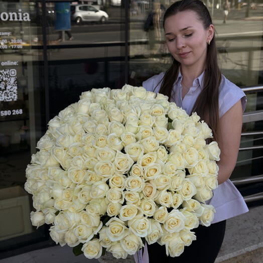 Weiße Rosen 151 Stück
