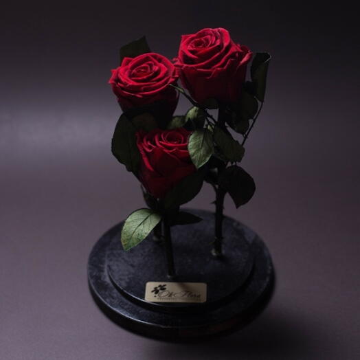 Stabilized red roses in a large dome