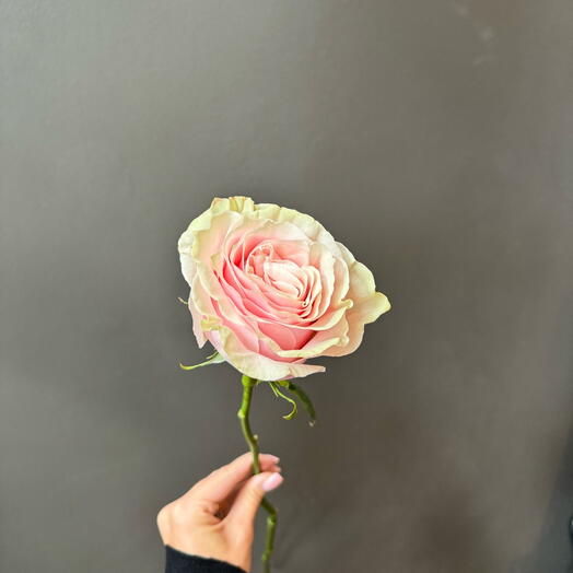 Pink Mondial Rose