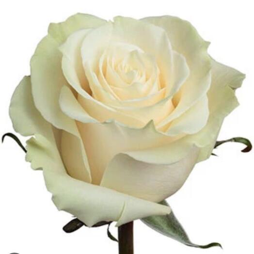 Roses mondial